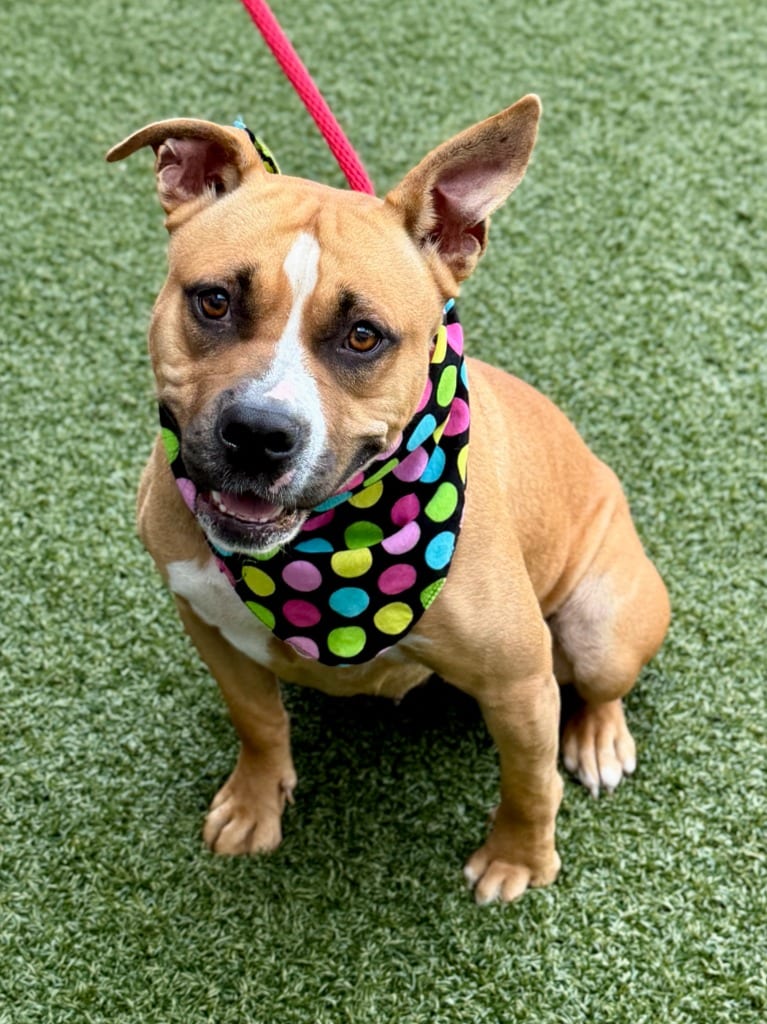 Photo of Raddish, adoptable Pit Bull Terrier in Hartsville, South Carolina
