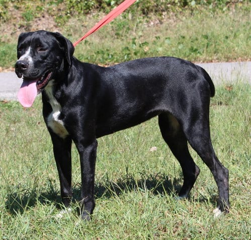 Photo of Dottie 44183, adoptable Boxer in Prattville, Alabama