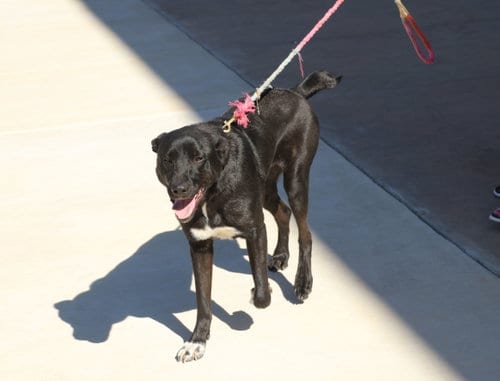Photo of Huey, adoptable Labrador Retriever in Pflugerville, Texas