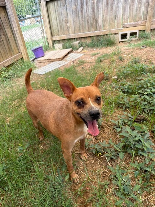 Photo of Faith (Baby Mama), adoptable Rat Terrier in Jackson, Mississippi