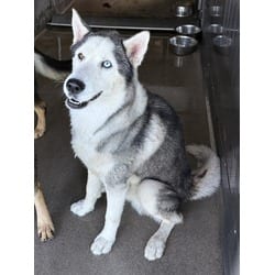 Photo of Phillip, adoptable Husky in San Bernardino, California