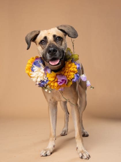 Photo of Elaine, adoptable dog in Atlanta, Georgia