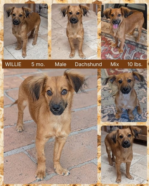 Photo of Willie, adoptable Dachshund in Mesa, Arizona