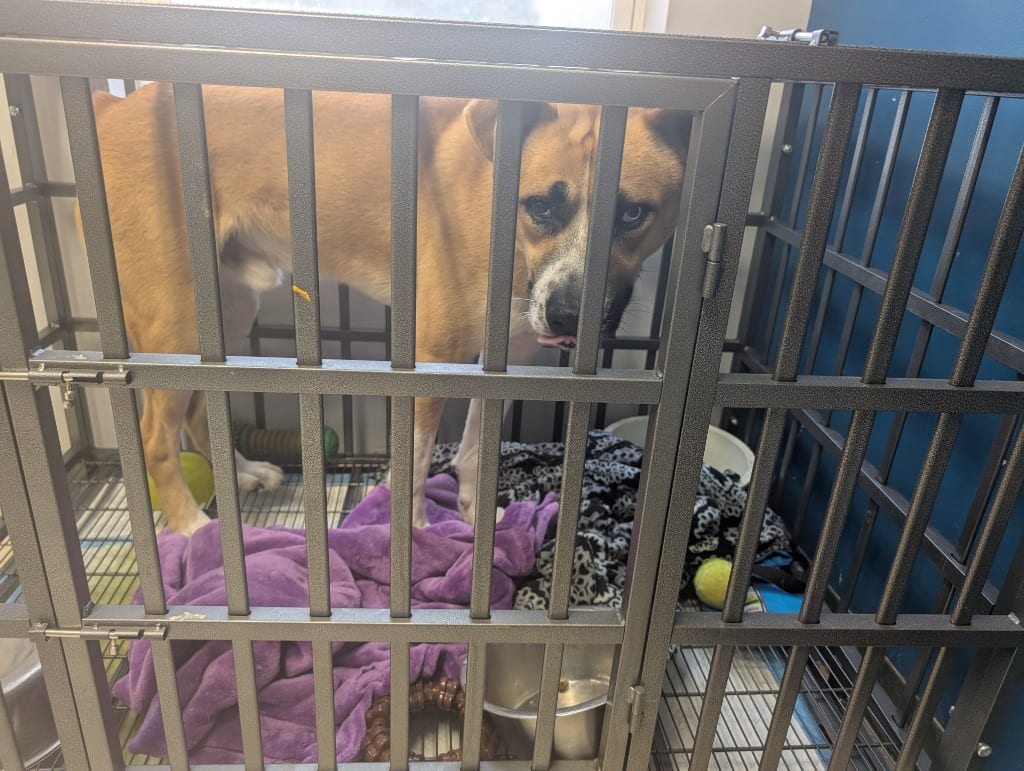 Photo of Echo, adoptable Mixed Breed in Maysville, Kentucky