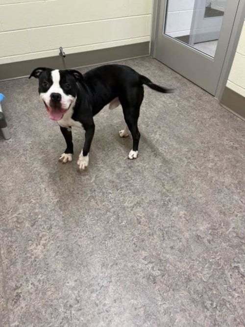 Photo of Beethoven, adoptable Pit Bull Terrier in Saginaw, Michigan