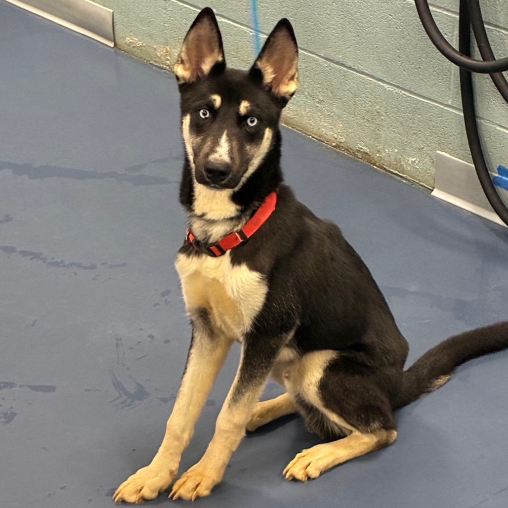 Photo of Mobile, adoptable Shepherd in Greensboro, North Carolina