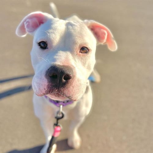 Photo of Jason, adoptable Pit Bull Terrier in Aurora, Colorado