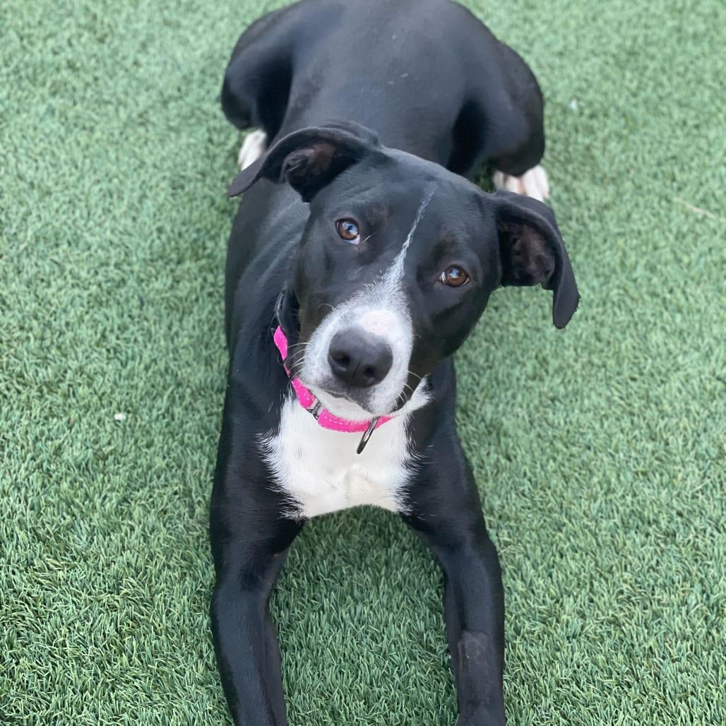 Photo of Sarafina, adoptable Mixed Breed (Medium) in San Francisco, California