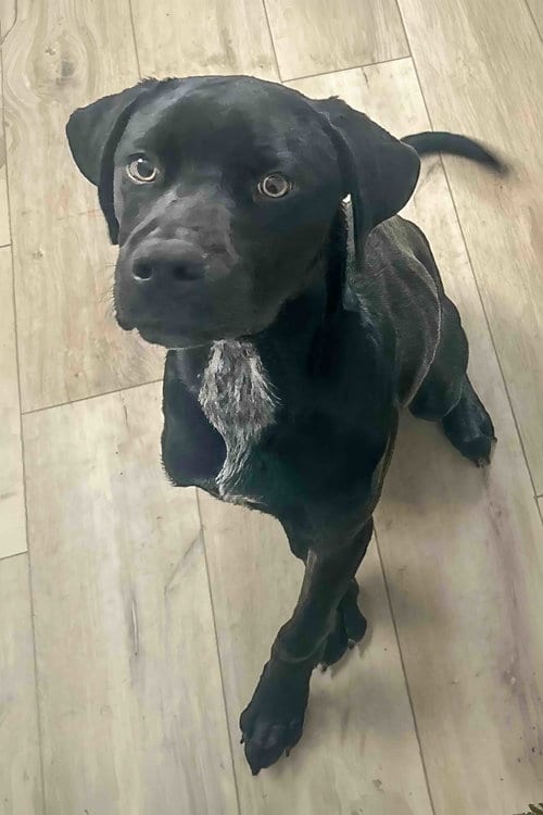 Photo of Nova, adoptable Rottweiler in McKinney, Texas