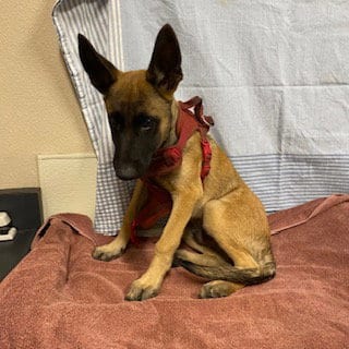 Photo of Odin, adoptable Belgian Shepherd Malinois in Modesto, California