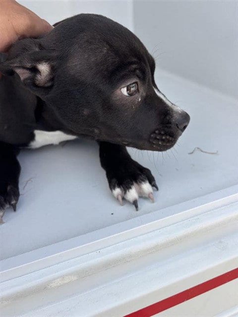 Photo of A662865, adoptable Pit Bull Terrier in Houston, Texas