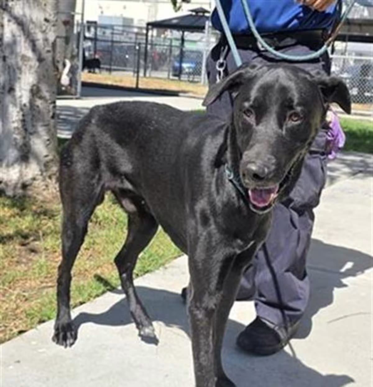 Photo of Hader, adoptable Great Dane in Downey, California