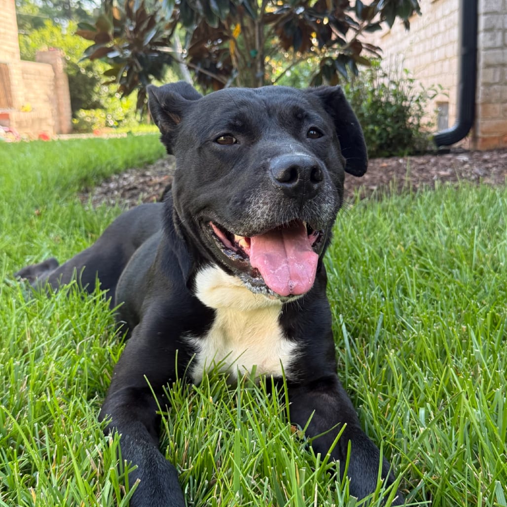 Photo of Chapel, adoptable Terrier, Pit Bull in Greensboro, North Carolina