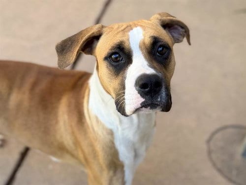 Photo of True, adoptable Boxer in Martinez, California