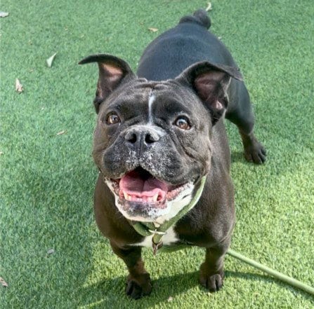 Photo of Twinkle, adoptable French Bulldog in Van Nuys, California