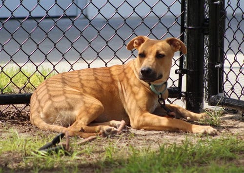 Photo of Relish, adoptable Labrador Retriever in Ocala, Florida