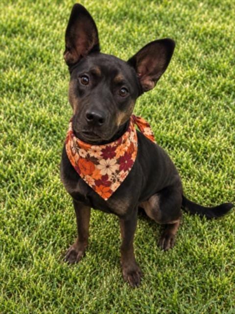 Photo of Sydney, adoptable German Shepherd Dog in Clinton Township, Michigan