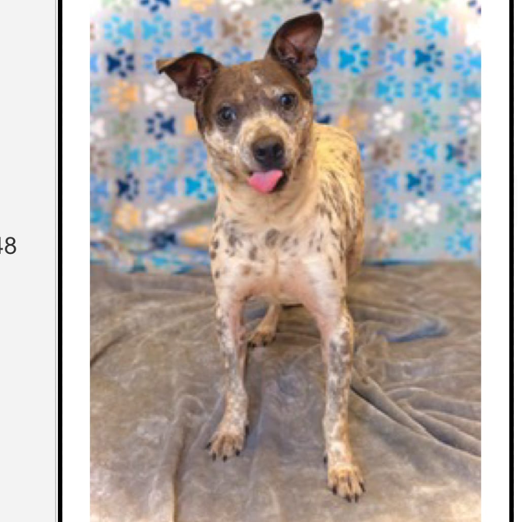 Photo of Derp, adoptable Mixed Breed (Small) in Maryland, Maryland