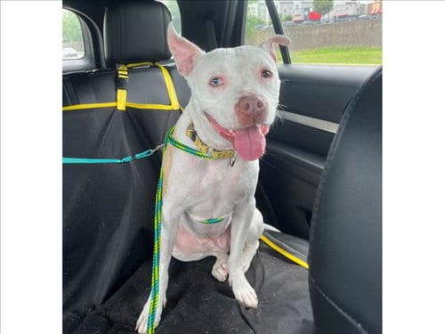 Photo of Bee, adoptable Pit Bull Terrier in Chapel Hill, North Carolina