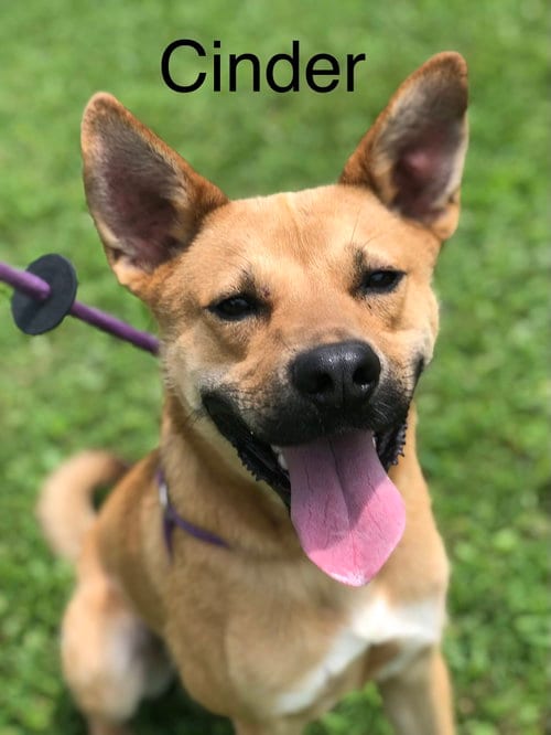 Photo of Cinder, adoptable Yellow Labrador Retriever in Elkins, West Virginia