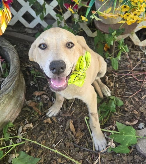 Photo of Tex, adoptable Black Mouth Cur in Tabernash, Colorado