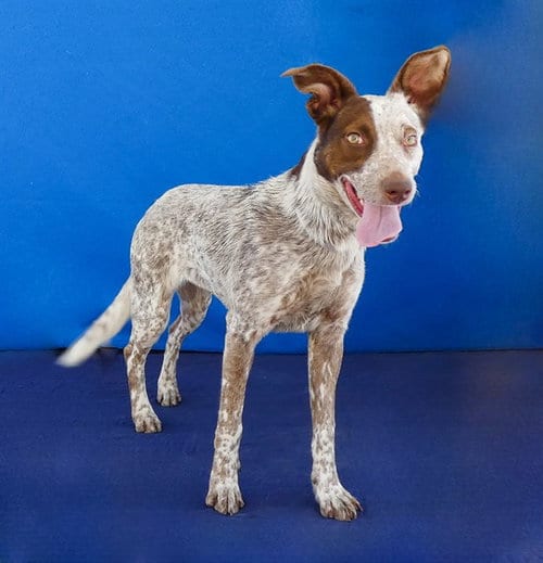 Photo of Lacey, adoptable Pointer in Baldwin Park, California