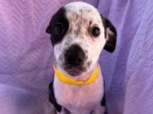 Photo of Dakota, adoptable Australian Cattle Dog/Blue Heeler in Redwood City, California