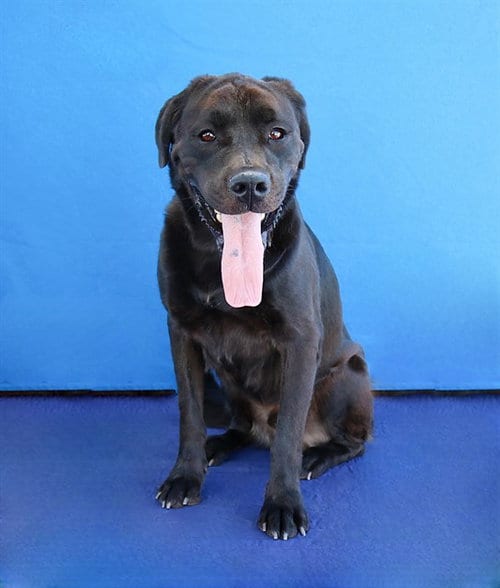 Photo of Panther, adoptable Labrador Retriever in Baldwin Park, California