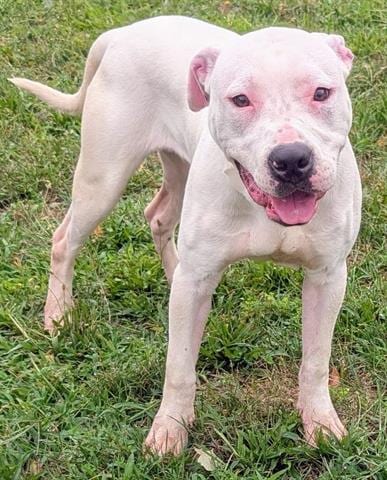 Photo of Omar, adoptable Pit Bull Terrier in Akron, Ohio