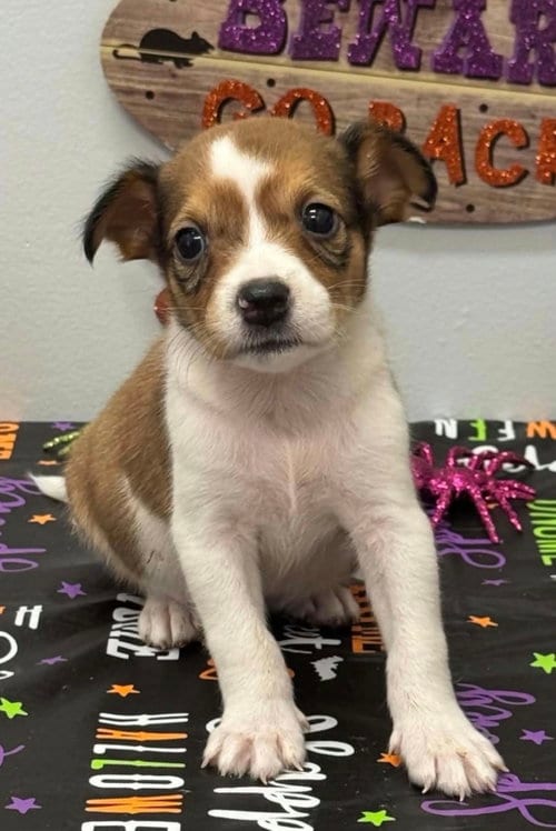 Photo of Trinity (NY-Sarah), adoptable Dachshund in SHERBURNE, New York