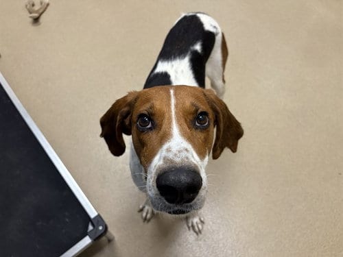 Photo of Frankie, adoptable Hound in Raleigh, North Carolina