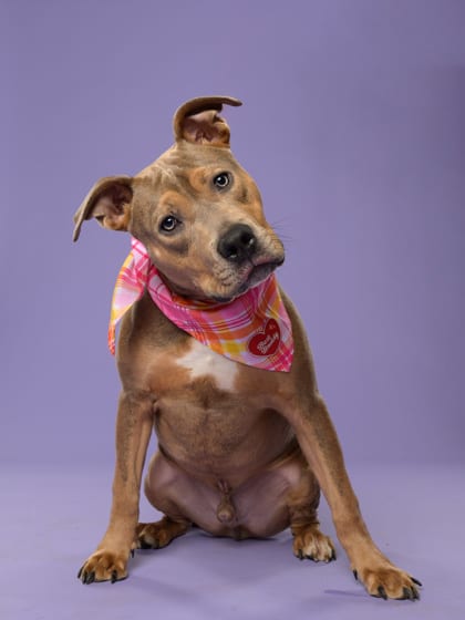 Photo of Chet, adoptable dog in Atlanta, Georgia