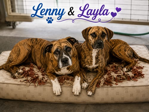 Photo of Lenny - ADOPT ME WITH LAYLA, adoptable Boxer in Burnsville, Minnesota