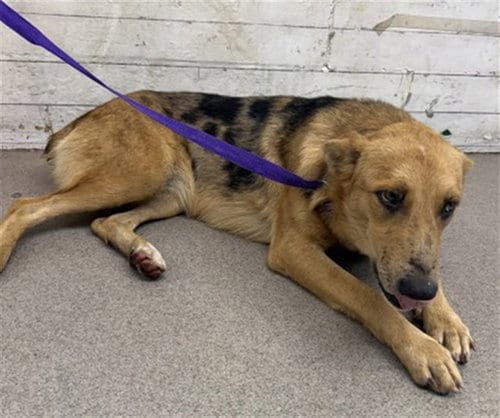 Photo of Macaron, adoptable Australian Cattle Dog/Blue Heeler in San Bernardino, California