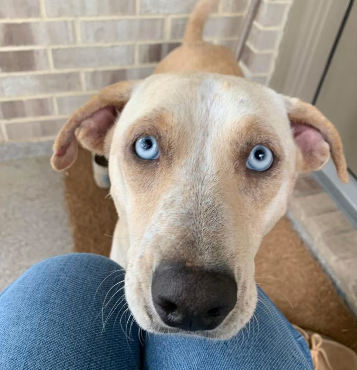 Photo of Florence, adoptable Carolina Dog in Pittsburgh, Pennsylvania