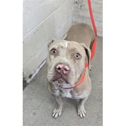 Photo of Buttercup, adoptable American Pit Bull Terrier in San Bernardino, California