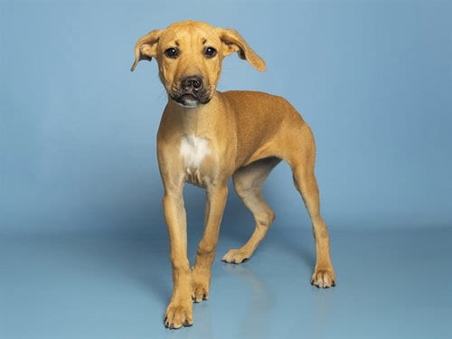 Photo of Rosie, adoptable German Shepherd Dog in Phoenix, Arizona