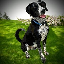 Photo of Roscoe, adoptable Hound (Unknown Type) Pointer in Pittsfield, Illinois