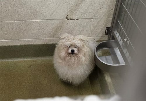 Photo of A554608, adoptable Pomeranian in Moreno Valley, California