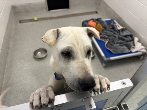 Photo of Astro, adoptable Chinese Shar-Pei in Fort Collins, Colorado