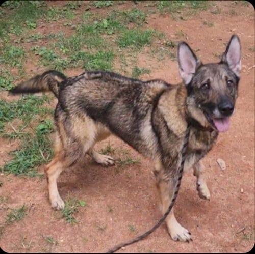 Photo of Autumn, adoptable German Shepherd Dog in Winston Salem, North Carolina