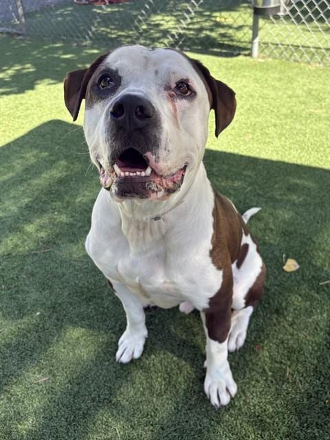Photo of Zuko, adoptable American Staffordshire Terrier in Castaic, California