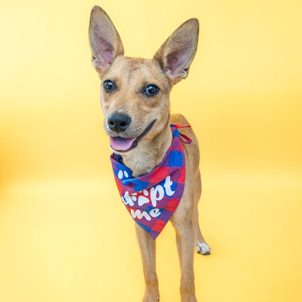 Photo of Foxy, adoptable Retriever, Labrador / Basenji in Boonville, Missouri