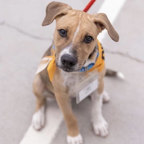 Photo of Paw Patrol Pup - Sky, adoptable Shepherd in San Diego, California