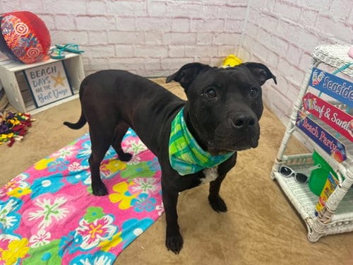 Photo of Monson, adoptable Pit Bull Terrier in Detroit, Michigan