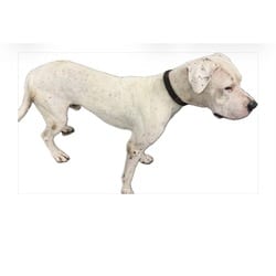 Photo of Vader, adoptable Dogo Argentino in Doral, Florida