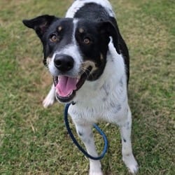 Photo of Radford, adoptable Hound (Unknown Type) in Chatham, Virginia