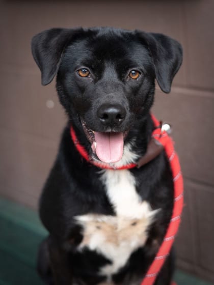 Photo of Violette, adoptable dog in Chamblee, Georgia
