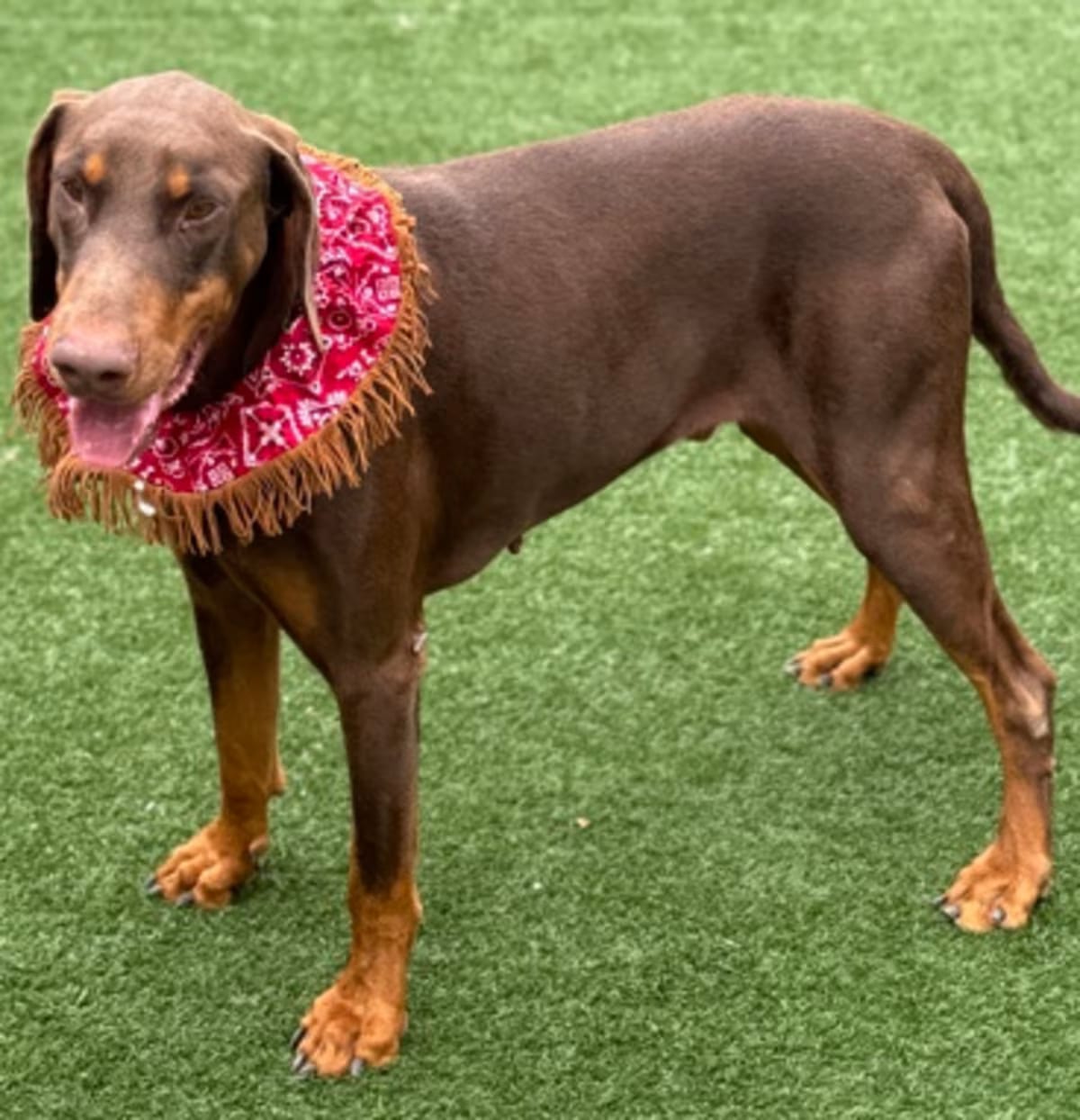Photo of Snickers, adoptable Doberman Pinscher in Colorado Springs, Colorado