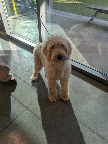 Photo of Lola, adoptable Poodle (Standard) in San Martin, California